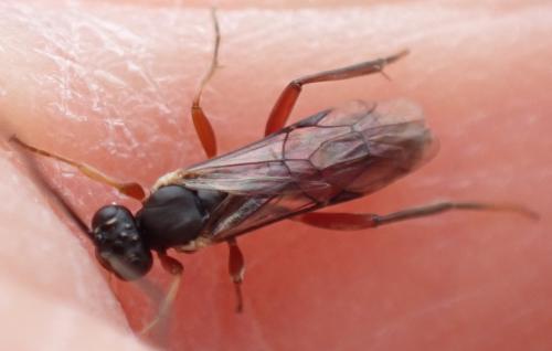 Réf. 333 519 : Sphecophaga vesparum